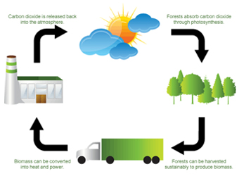 what-is-biomass